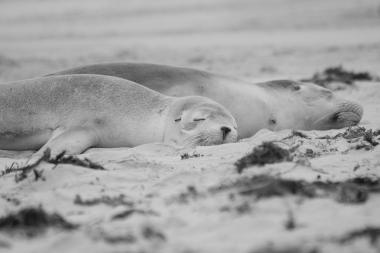 Kangaroo Island Council - Australia