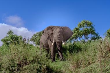 A majestic elephant in a lush savanna