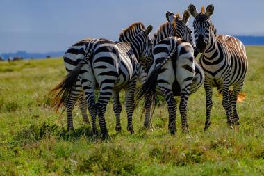 Wide-angle view of four plains zebras standing close together on a sunlit grassy plain in northern Tanzania (coordinates -2.7575558, 34.9618156). Three zebras show their striped rumps toward the camera while one zebra faces forward, alert, with a distant blue horizon and scattered grazing land in the background. Provide scene context for screen readers: a group of wild zebras in a savanna environment, no people present.