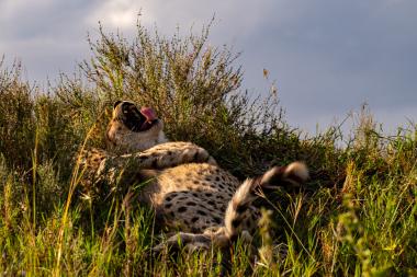 A cheetah lying on its back on a grassy mound, surrounded by green grasses and low flowering shrubs, with its mouth wide open and tongue visible as it yawns in warm golden-hour light. The sky is partly cloudy in the background. Photo taken in the Serengeti/Ngorongoro area of Tanzania.