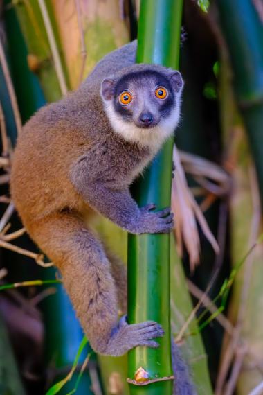 Close-up image of a lemur clinging to a vertical green bamboo stalk. The lemur has thick grey-brown fur, a dark facial mask with a white muzzle, and striking bright orange eyes looking toward the camera.
