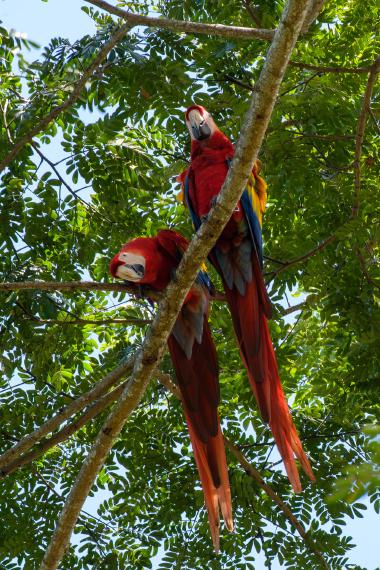 Wide vertical photo looking up into a green tropical tree canopy where two scarlet macaws with bright red, blue and yellow feathers are perched on a diagonal branch. One macaw faces forward while the other leans down; dappled sunlight and blue sky are visible through the leaves. Photo taken in Costa Rica.