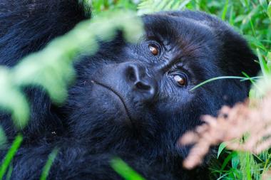 Close-up image of a mountain gorilla lying on its side among green ferns and grasses. The gorilla's dark, textured face fills the frame, with focus on its reflective brown eyes, broad nose, and thick black fur. Soft foreground foliage partially obscures parts of the face, giving a sense of being observed from within the vegetation. The setting is a lush, montane forest.
