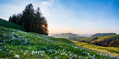 A pastoral Swiss landscape with rolling hills and blooming flowers