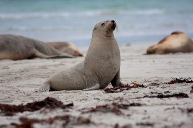 Close-up view of an Australian sea lion sitting upright on a sandy beach with its head slightly raised and eyes closed. Seaweed and sand are visible in the foreground, and other resting seals and a calm, shallow ocean are blurred in the background. Photo taken at Seal Bay, Kangaroo Island, South Australia (coordinates provided).