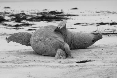 A large, sand-covered southern elephant seal lying on a flat sandy beach near the waterline. The seal's body is rounded and coated in sand, one flipper is raised, and its head is turned to the side with long whiskers visible. Seaweed and low-tide pools are scattered in the background; the scene is calm and overcast. Photo taken on the South Australian coast (Eyre Peninsula region).