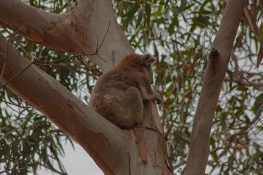 A koala perched on the fork of a smooth-barked eucalyptus tree, viewed from behind. The grey-brown marsupial is curled on a branch among eucalyptus leaves under an overcast sky. Location: Adelaide Hills, South Australia.