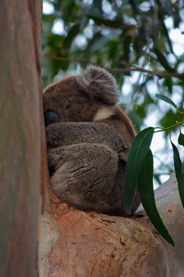 Close-up of a koala curled and sleeping with its nose tucked into its chest while clinging to the fork of a eucalyptus (gum) tree; blurred eucalyptus leaves and branches form the background. Photo taken near Mount Lofty, Adelaide Hills, South Australia (coordinates -35.968905, 136.81848333333).