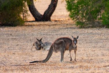 Wide view of two kangaroos in a dry grassy paddock at dusk. In the foreground a large kangaroo stands on all fours looking toward the camera, its long tail extended behind it. Behind and to the left a second kangaroo is lying on the ground and appears to be grooming itself. Sparse dry grass covers the ground and the scene suggests a rural area in Victoria, Australia.