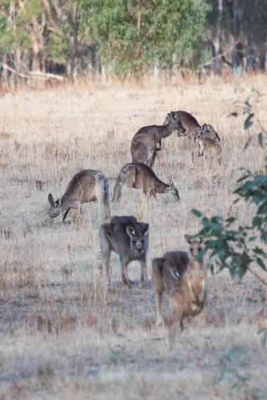 Wide vertical photo of a group (mob) of kangaroos in a dry grassy paddock near a stand of eucalyptus trees. Several adult kangaroos and a few young ones are grazing or standing alert among brown, sun‑baked grasses. The scene is tranquil and natural, taken near coordinates -37.05504, 142.352145 in rural Victoria, Australia.