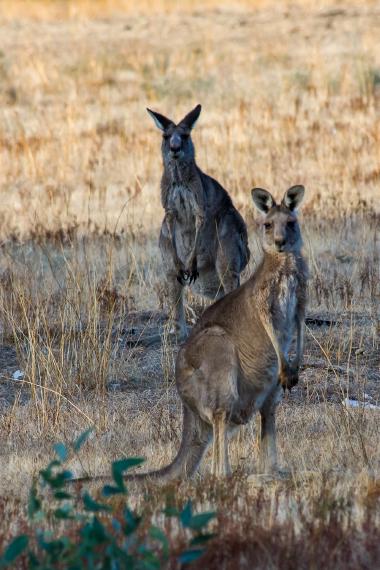 Wide vertical photo of two kangaroos in a dry grassy field. A larger kangaroo stands in the foreground looking toward the camera with its front paw slightly raised; a second kangaroo stands behind it. Golden-brown dry grass fills the background and some green scrub or eucalyptus leaves are visible in the lower left foreground. The animals appear alert and are centered in the frame. Geotag: -37.055225, 142.352525 (inland Victoria, Australia).