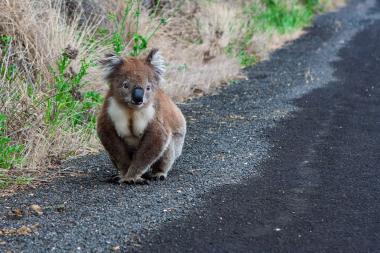 A koala sitting on the gravel shoulder of a rural road, facing the camera with dry coastal grasses and low scrub behind it and a car and a partly visible person in the distance on the roadway.