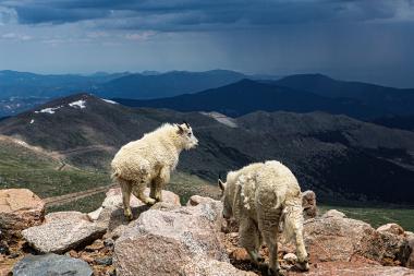 Wide-angle view from a high alpine ridge showing two white mountain goats (one standing on a rock, one walking) among large granite boulders. In the background are rolling, layered mountain ranges under heavy, dark storm clouds with rain visible on the horizon. The scene conveys rugged high-altitude terrain and approaching weather.