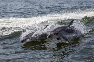 Close-up action shot of two bottlenose dolphins breaking the surface and riding a wave in the ocean. Water splashes around their heads and dorsal fins as they swim side by side in coastal sea waters near Walvis Bay, Namibia (coordinates -22.920866666667, 14.51047).