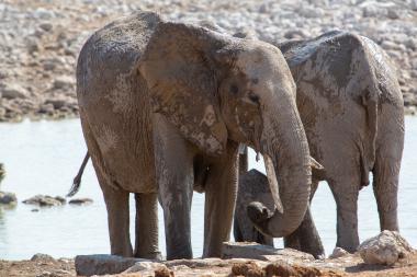 Close-up of two adult African elephants covered in wet mud standing at a rocky waterhole in a dry savanna. One elephant faces the camera with its trunk curled and tusks visible; another stands partially behind. Sunlit water and scattered stones are visible in the background. Photo taken near coordinates -19.180771666667, 15.91632 (Etosha region, Namibia).