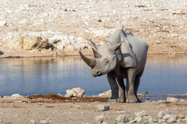 A large adult white rhinoceros stands at the edge of a calm waterhole in a dry, rocky landscape. Small birds are perched on the rhino's back and one flies nearby. The scene is sunlit with pale rocks and sparse vegetation, suggesting an arid savanna waterhole in Namibia (Etosha area).