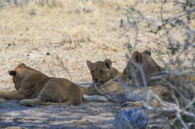 Three lion cubs resting together in the shade on dry sandy ground. A cub in the center looks toward the camera while others lie with heads down. Sparse dry grasses and a low thorny shrub partially frame the foreground. The scene is a dry savanna landscape in Namibia.