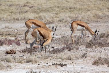 Wide view of three springbok antelopes grazing with heads down among low dry grasses and shrubs on cracked pale earth. Two adults stand and feed in the background while one in the foreground bends its head to nibble vegetation; the scene is sunlit and dry, suggesting arid grassland in northern Namibia (coordinates provided).