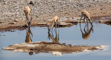 Wide shot of three tan-and-white antelopes (springbok) standing at the edge of a small rocky waterhole in a dry landscape. Two are reflected in the calm water as they drink, and the rocky, beige shoreline fills the background. The scene was taken near -19.040088, 16.470743 in Namibia.