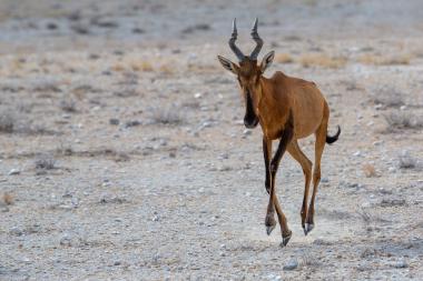 A lone red hartebeest with lyre-shaped horns walking toward the camera across a dry, rocky savanna. The animal's reddish-brown body and dark facial markings contrast with the pale, sparsely vegetated ground; small clumps of dry grass and low shrubs dot the background. Location: northern Namibia (near Etosha region).