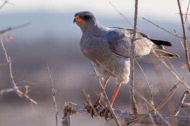 Close-up view of a pale chanting goshawk perched on a dry thorny branch in a sparse, arid landscape. The medium-sized raptor faces left, with grey upperparts, orange facial skin and legs, and finely barred belly feathers. Leafless twigs frame the bird against a soft, out-of-focus background; the scene suggests a dry savanna in north-central Namibia (coordinates provided).