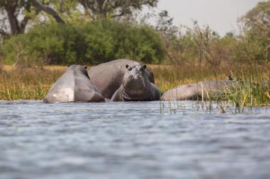Wide low-angle view of several hippopotamuses in shallow water of a Botswana wetland. One hippo faces the camera with head and upper body raised while others lie partly submerged among tall aquatic grasses and reeds, backed by green bushes and trees. The scene conveys a quiet, warm day in a river or marsh habitat in the Okavango Delta region.