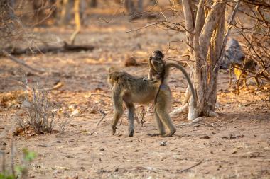 Wide shot of a dry African woodland at golden hour. An adult baboon walks on the sandy ground while a young baboon sits on its back holding a twig. Leafless trees and low thorny shrubs surround them; warm late-afternoon light casts long shadows.