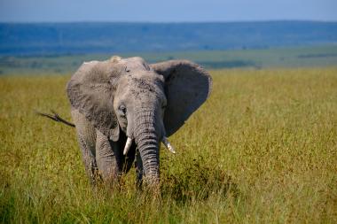 Front-facing young African elephant standing and walking through tall golden savanna grass with tusks visible, distant blue hills under a clear sky. Photo taken in open grassland near Maasai Mara, Kenya (coordinates provided).