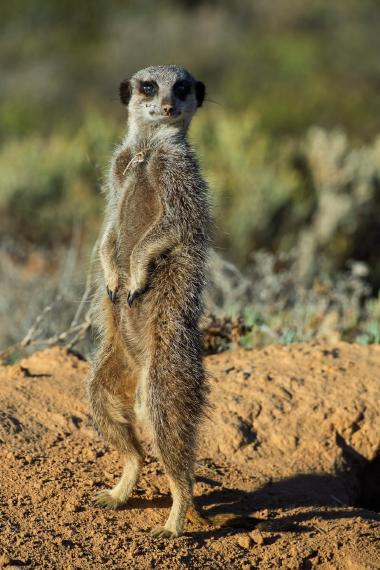 Standing meerkat on a sandy mound in warm golden light, Klein Karoo near Oudtshoorn, South Africa.