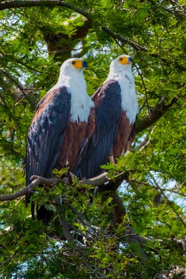 Close-up view of two adult African fish eagles perched together on a branch in a green, leafy tree. The birds have white heads, yellow beaks and dark brown wings. Sunlight filters through the foliage around them. Location: near the equator in East Africa (approximately 0.13°S, 30.03°E).