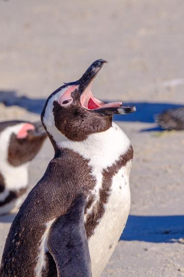 Close-up view of an African penguin standing on a sandy beach with its beak wide open as if yawning or calling; soft out-of-focus sand and other penguins in the background. Photo taken at Boulders Beach, Simon's Town, Cape Town, South Africa (coordinates provided).