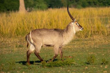 Profile view of a male waterbuck (antelope) with long curved horns walking on green grass toward the right, tall golden dry grasses behind it; warm sunlight highlights its brown-grey coat. Photo taken in a Zambian savanna (coordinates provided).
