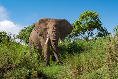 A majestic elephant in a lush savanna