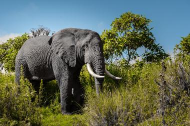 Close-up view of a large African elephant standing among tall green grasses and shrubs. The elephant faces slightly toward the camera, showing textured wrinkled skin and long curved tusks. Bright blue sky and scattered small trees form the background, suggesting a sunny savanna landscape in northern Tanzania near the given coordinates.