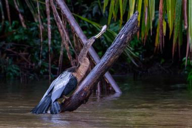 A brown and black anhinga (snakebird) perched on a slanted, wet mangrove log above a shallow river. The bird stretches its long neck upward and holds a small fish crosswise in its pointed yellow bill. In the background are hanging palm fronds and dense green mangrove vegetation, suggesting a tropical rainforest river habitat.