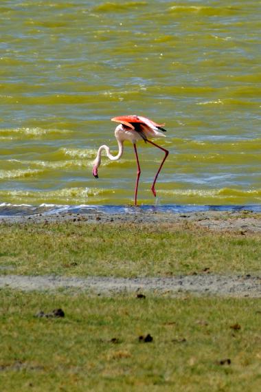 A solitary pink flamingo with long thin legs and a curved neck stands in shallow, greenish water near a muddy grassy shore, lowering its beak toward the water to feed. Small waves ripple across the lake surface behind the bird. The scene is sunlit and quiet.