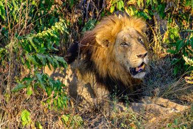 A close-up view of an adult male lion (Panthera leo) lying in dry grass and low shrubs, partially shaded by foliage. The lion has a full tawny and dark mane, slightly open mouth showing teeth, and a watchful, relaxed expression. The scene appears to be a savanna habitat at golden hour in Zambia (near Luangwa Valley).