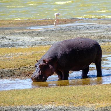 A large hippopotamus stands in shallow water at a grassy lakeshore, head lowered to drink; a pale pink flamingo is visible in the distance along the shoreline. Bright sunlight highlights the wet mud and short marsh grasses.