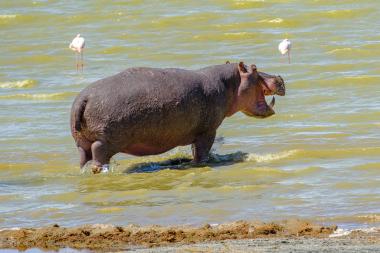 A large hippopotamus walking through shallow greenish lake water toward the right, mouth open, with two pink flamingos standing on long legs in the background; muddy shoreline visible in the foreground. Photo taken at a lakeshore in northern Tanzania, showing wildlife in a calm, sunny setting.