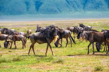 Wide shot of a herd of blue wildebeest (Connochaetes taurinus) standing and grazing on a grassy plain in bright daylight with the green, sloping crater walls of the Ngorongoro area in the distance. Several adult wildebeest and calves are visible, some facing the camera and others feeding with tails and manes visible.