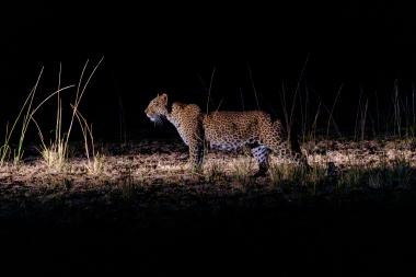 Side view of an adult leopard walking from left to right across a patch of dry grass at night. The big cat's spotted coat and whiskers are sharply lit by a spotlight while the surrounding background is nearly black. Tall grass stems rise around the animal and cast thin shadows on the ground.