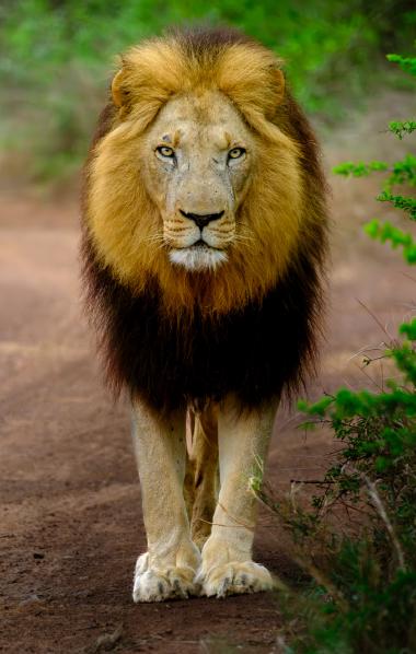 A large adult male African lion standing on a dirt path in bushveld vegetation. The lion faces the camera directly, showing a full dark mane, scarred face and powerful front paws. Green shrubs frame the right side and blurred foliage forms the background, giving context of a dry, natural savanna environment near Kruger National Park, South Africa (approximate coordinates provided).