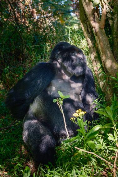 A large adult mountain gorilla seated on the forest floor next to a tree trunk, surrounded by green grasses and small yellow wildflowers. Dappled sunlight falls across the gorilla's dark fur and chest as it looks upward, conveying a calm, contemplative mood. Photo taken in a montane forest near Volcanoes National Park, Rwanda (coordinates provided).