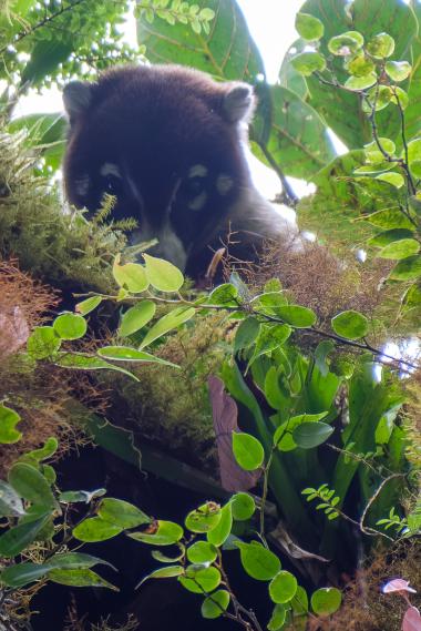 A white-nosed coati (Nasua narica) looking down through moss, vines and epiphytic plants in the tree canopy. Bright green leaves and bromeliad-like plants fill the foreground while the coati's dark face with pale facial markings is partially visible above.