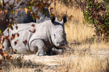 Close-up view of a white rhinoceros resting on sandy ground in dry yellow savanna grass with sparse shrubs. The rhino is lying down facing the camera, its broad square lip and single prominent horn visible. Background shows another rhino partially obscured by foliage. Location coordinates: approximately -20.394533, 28.525588 (Zimbabwe savanna).