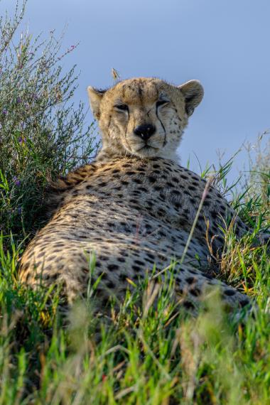 Low-angle close-up of a cheetah lying on a grassy mound with eyes partially closed, surrounded by green grass and small shrubs against a pale blue sky. The animal appears relaxed, showing its spotted coat and rounded ears; scene suggests a savanna location in northern Tanzania.