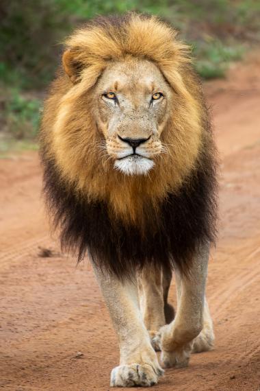 A large adult male African lion with a full golden and dark mane walking along a sandy dirt track toward the camera. The lion's face and amber eyes are centered in the frame; vegetation is blurred in the background. Photo taken in a South African game reserve near coordinates -26.268547, 31.872129.