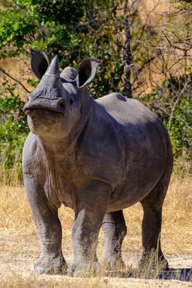 Front three-quarter view of a large white rhinoceros standing in dry yellow grass with sparse bush and thorny shrubs behind, facing slightly left. The rhino's textured grey skin, single prominent horn, rounded ears and stout legs are visible; sunlight highlights the contours of its body.