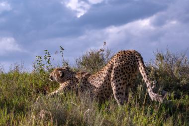 A wild cheetah (Acinonyx jubatus) stretching forward on a grassy ridge with its back arched and tail extended, low shrubs and tall savanna grasses around it and a dramatic cloudy sky above. Photo taken in the Serengeti region of Tanzania (coordinates -2.7312402783333, 34.953684445).