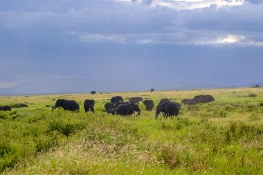Wide-angle view of a herd of African elephants spread across green grassland. Several adult elephants and calves graze and move through tall grasses and low shrubs. Dark storm clouds fill the sky and distant highland silhouettes are visible on the horizon; the scene suggests approaching rain. Photo taken in a Tanzanian savanna landscape.
